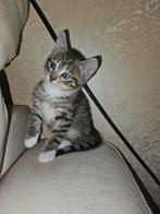 Zij en hij mogen gelijk mee, Dieren en Toebehoren, Katten en Kittens | Raskatten | Korthaar, Meerdere dieren