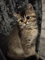 British Shorthair kitten – wildkleur, Dieren en Toebehoren, Katten en Kittens | Raskatten | Korthaar, Poes, Gechipt, 0 tot 2 jaar