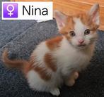 Laatste ½Maine Coon poesje, lief, speels en ondernemend, Dieren en Toebehoren, Katten en Kittens | Raskatten | Langhaar, Poes