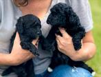 Dwerg poedels pups dwergpoedel puppies, Dieren en Toebehoren, Poedel, Reu, CDV (hondenziekte), 8 tot 15 weken