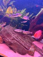 Cichla melania fogo, Dieren en Toebehoren, Vis