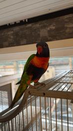 Lieve hand tamme lorri koppel, Dieren en Toebehoren, Meerdere dieren, Parkiet, Geringd