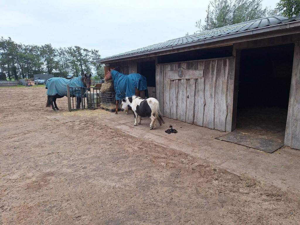 Per direct plek voor 2 paarden in Assendelft, Dieren en Toebehoren, Stalling en Weidegang, Weidegang, 2 of 3 paarden of pony's
