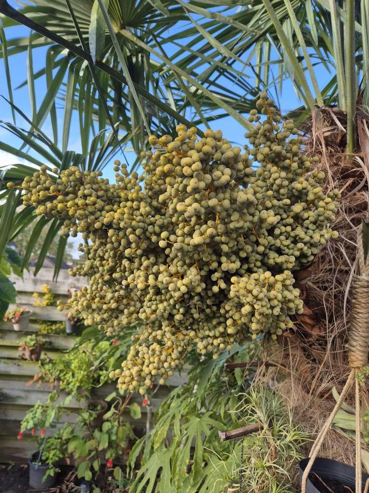 Verse Dadeltakken - Direct van de Palmboom!, Tuin en Terras, Planten | Bomen, Palmboom, Minder dan 100 cm, Volle zon, Bloeit niet