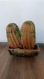 2x grote cactus met stekjes zonder sierpot, Cactus, Ophalen of Verzenden