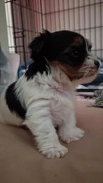 Yorkshire terrier pup, Dieren en Toebehoren, Yorkshire Terriër, Reu, 8 tot 15 weken, CDV (hondenziekte)