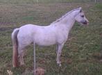 Mooie 3 jarige A Welsh merrie met papier., Dieren en Toebehoren, Pony's, Merrie, Gechipt, Dressuurpony, A pony (tot 1.17m)