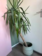 Dracena plant met mintgroene pot, Ophalen, 100 tot 150 cm, Halfschaduw, In pot