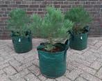Blijvend in prijs verlaagd: Sequoia's grootste boom op aarde, Tuin en Terras, Planten | Bomen, Bloeit niet, Overige soorten, Ophalen
