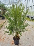 Palm, Chamaerops humilis, winterhard, Ophalen, Bloeit niet, Overige soorten, Volle zon