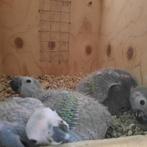 Voor duiven geschikt., Meerdere dieren, Postduif