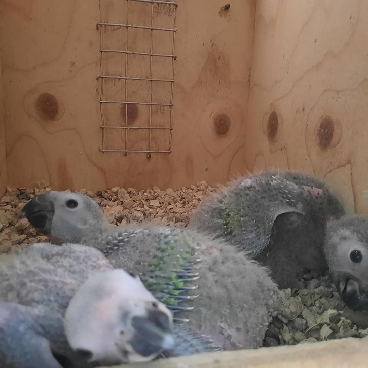 Voor duiven geschikt., Dieren en Toebehoren, Vogels | Duiven, Postduif, Meerdere dieren