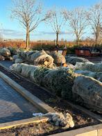 NORDMANN bomen 6 meter - Nu €200!, Bloeit niet, 400 cm of meer, Volle zon, In pot