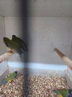 Vele soorten vogels, Dieren en Toebehoren, Vogels | Parkieten en Papegaaien, Meerdere dieren, Parkiet