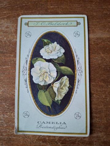 Oude J.C. Boldoot Prent - Camelia beschikbaar voor biedingen