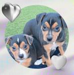 Prachtige driekleurige boerenfox reutjes, mogen verhuizen!, Dieren en Toebehoren, 8 tot 15 weken, Meerdere, Nederland, Particulier