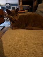 Blauwe rus, Dieren en Toebehoren, Katten en Kittens | Raskatten | Korthaar, Kater