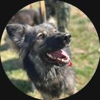 Leuk meisje zoekt huis., Dieren en Toebehoren, Honden | Niet-rashonden, Particulier, Rabiës (hondsdolheid), 1 tot 2 jaar, Buitenland