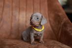 Prachtige dwerg teckel pups chocomerle & isabella, Dieren en Toebehoren, Honden | Teckels en Dashonden, 8 tot 15 weken, Teef, Dwerg