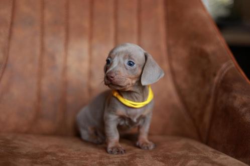 Prachtige dwerg teckel pups chocomerle & isabella, Dieren en Toebehoren, Honden | Teckels en Dashonden, Teef, Dwerg, Fokker | Hobbymatig