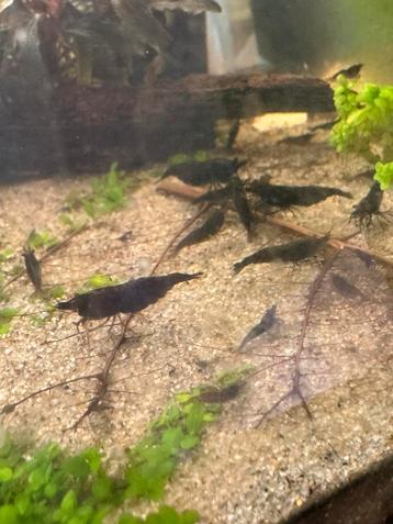 Zwarte neocaridina garnaaltjes beschikbaar voor biedingen