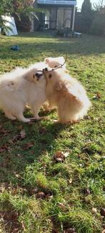 Pomeriaan, Dieren en Toebehoren, Honden | Chihuahua's en Gezelschapshonden, Particulier, 15 weken tot 1 jaar, Buitenland, Parvo