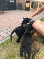 Mechelse herder pups, Dieren en Toebehoren, Honden | Herdershonden en Veedrijvers, Rabiës (hondsdolheid), 8 tot 15 weken, Meerdere