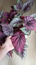 Begonia Rex bladstekjes, Ophalen of Verzenden, Overige soorten, Minder dan 100 cm