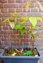 Avocado dinobos. 50cm hoog, 8 planten. 1 jaar oud, Ophalen