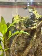 Blue velvet garnalen en vuurgarnalen, Dieren en Toebehoren, Vissen | Aquariumvissen, Kreeft, Krab of Garnaal, Zoetwatervis
