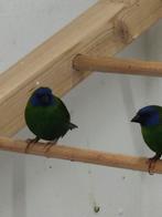 Koppel Driekleur papegaai amadine, Dieren en Toebehoren, Vogels | Overige Vogels, Geringd