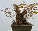 Prachtige Cotinus Coggygria Bonsai (Pruikenboom), Overige soorten, Minder dan 100 cm, Zomer, Ophalen