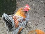 serama haantje, Dieren en Toebehoren, Pluimvee, Mannelijk, Kip