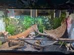 Baardagaam met terrarium 150x70x70 en toebehoren, Dieren en Toebehoren, Reptielen en Amfibieën, Hagedis, Met terrarium, 0 tot 2 jaar