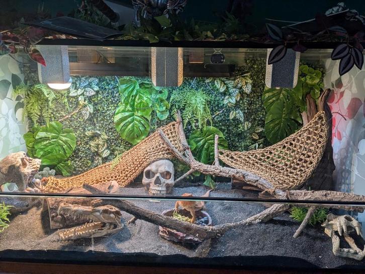 Baardagaam met terrarium 150x70x70 en toebehoren, Dieren en Toebehoren, Reptielen en Amfibieën, Hagedis, 0 tot 2 jaar, Met terrarium