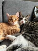 Twee katers (broers) van 2 jaar oud zoeken een nieuw thuis, Dieren en Toebehoren, Katten en Kittens | Overige Katten, Kater, Kortharig