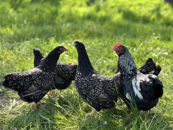 Barnevelder krielkippen zilver gezoomd hen gesekst + ingeënt beschikbaar voor biedingen