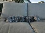 Raszuiver nestje Franse Hangoren Chinchilla, Meerdere dieren, Groot, Hangoor