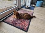 Lieve bengaalse poes met stamboom (gesterilliseerd), Poes, Met stamboom