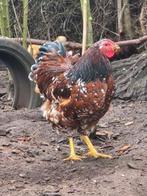 Wyandotte kriel porselein haan biologisch van 2025, Dieren en Toebehoren, Pluimvee, Mannelijk, Kip