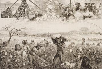 Katoenteelt Amerika - Antieke illustratie 19e eeuw beschikbaar voor biedingen