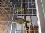 koppel wijnborst amazones, Dieren en Toebehoren, Vogels | Parkieten en Papegaaien, Meerdere dieren, Parkiet