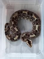 1.1.0 Bitis nasicornis volwassen kweekkoppel van 2023, Dieren en Toebehoren, Slang, 3 tot 6 jaar