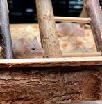 🐭🩵 2 hele lieve jonge tamme kleurmuisjes 🩵🐭, Mannelijk, Muis, Na 1 juli 2024, Tam