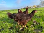 Jonge tamme Rhode Island red gesekst en ingeënt, Dieren en Toebehoren, Pluimvee, Vrouwelijk, Kip