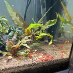 Super Bloody Mary garnalen!  (Rode garnalen), Dieren en Toebehoren, Vissen | Aquariumvissen, Kreeft, Krab of Garnaal