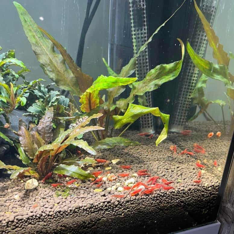 Super Bloody Mary garnalen!  (Rode garnalen), Dieren en Toebehoren, Vissen | Aquariumvissen, Kreeft, Krab of Garnaal