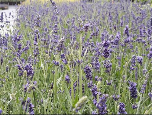 Lavendel planten nu voor maar €1.25, Tuin en Terras, Planten | Tuinplanten, Overige soorten, Volle zon, Zomer, Ophalen of Verzenden