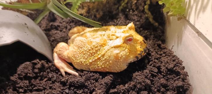 Ceratophryus cranwelli – Pacman kikker