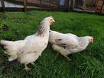 Goede leggers | Sussex Columbia | Gezonde kippen, Dieren en Toebehoren, Pluimvee, Meerdere dieren, Kip